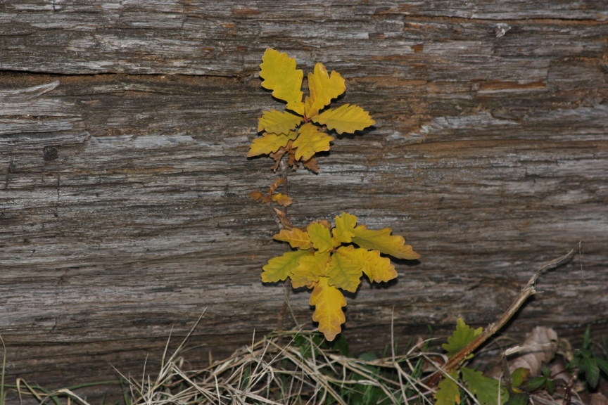 Linee e colori